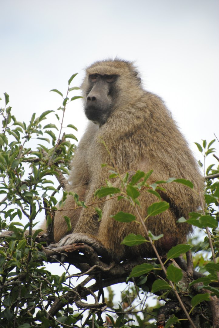 Olive Baboon (Wankie Bushland Trail reserve)