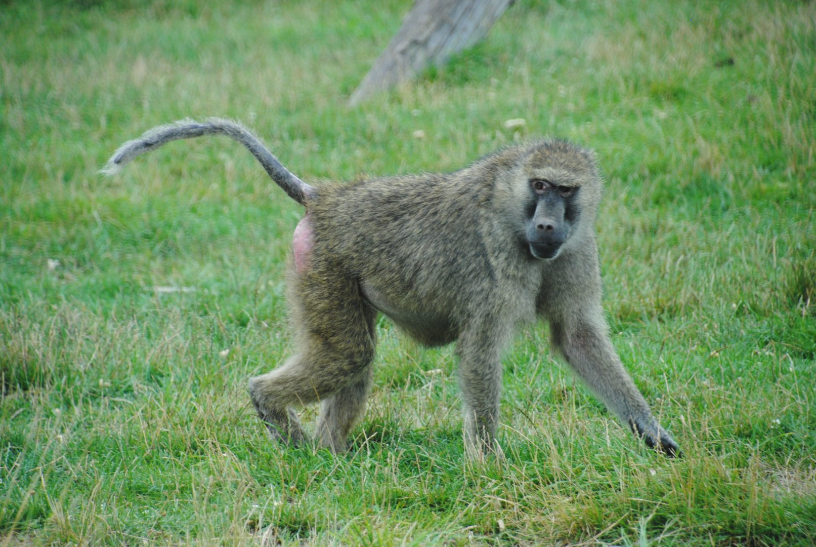 Olive Baboon (Wankie Bushland Trail reserve)