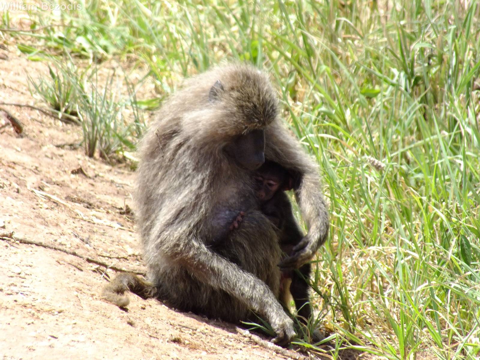 Olive Baboon with Young