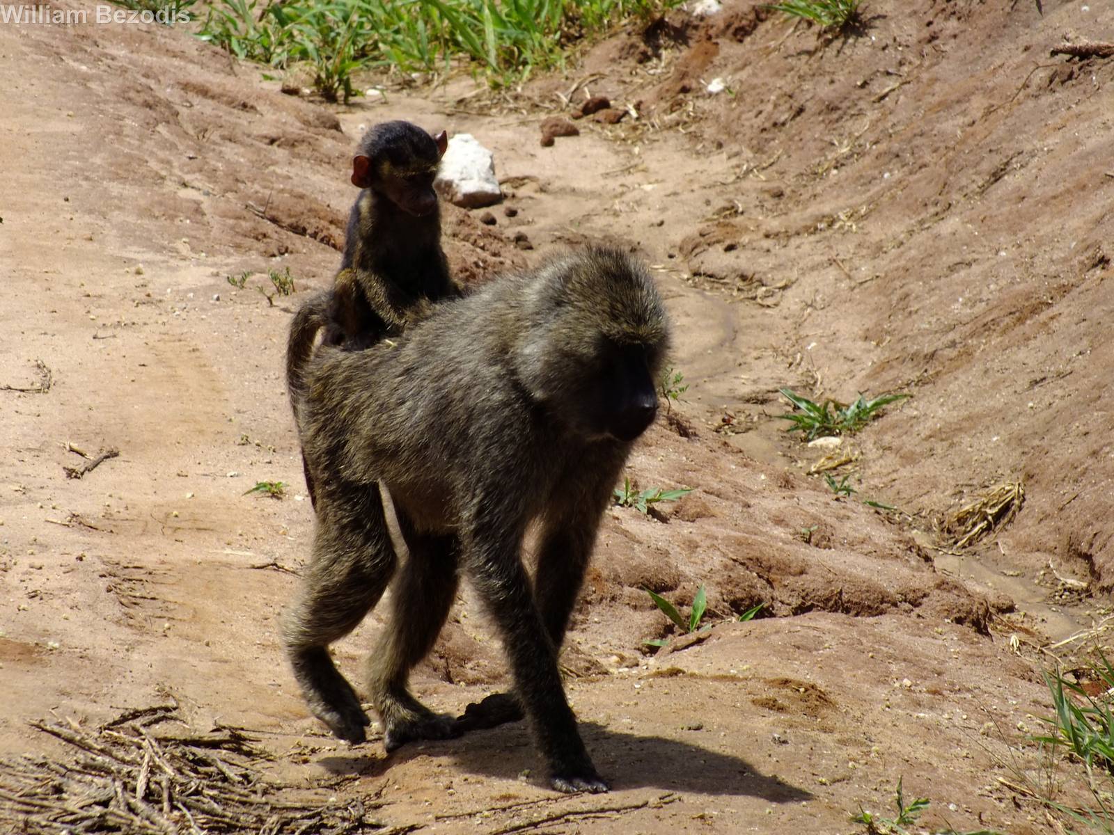 Olive Baboon with Young