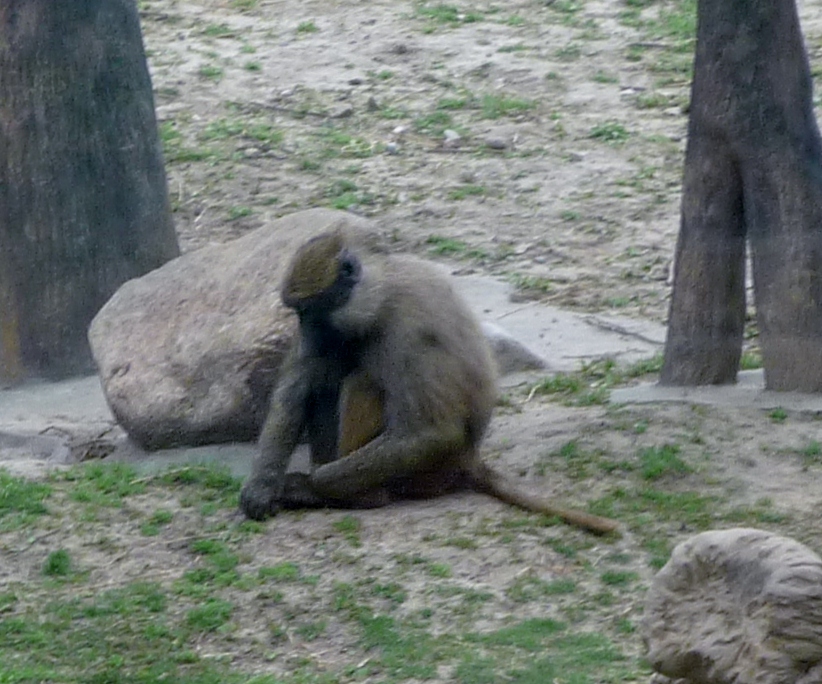 Olive Baboon