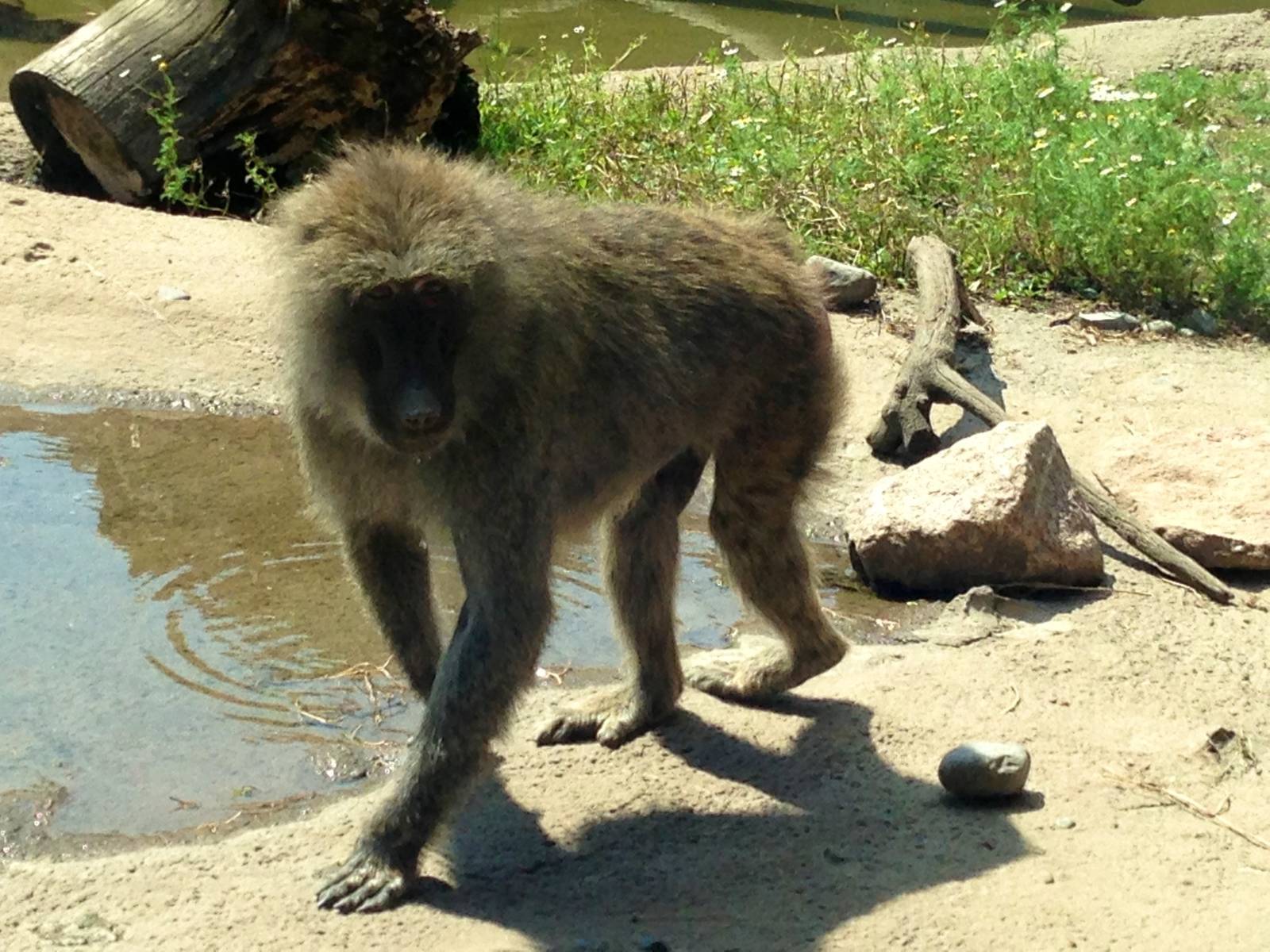 Olive Baboon