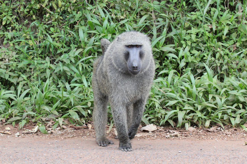 Olive Baboon