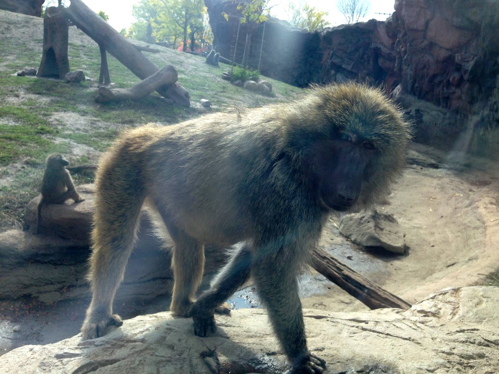 Olive Baboon