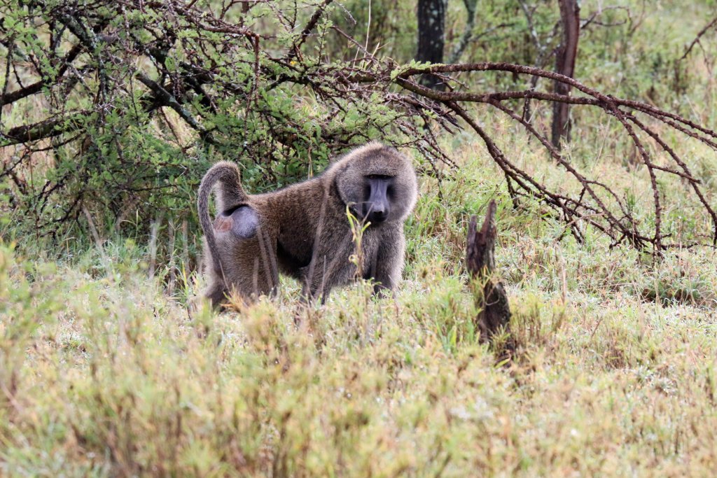 Olive Baboon