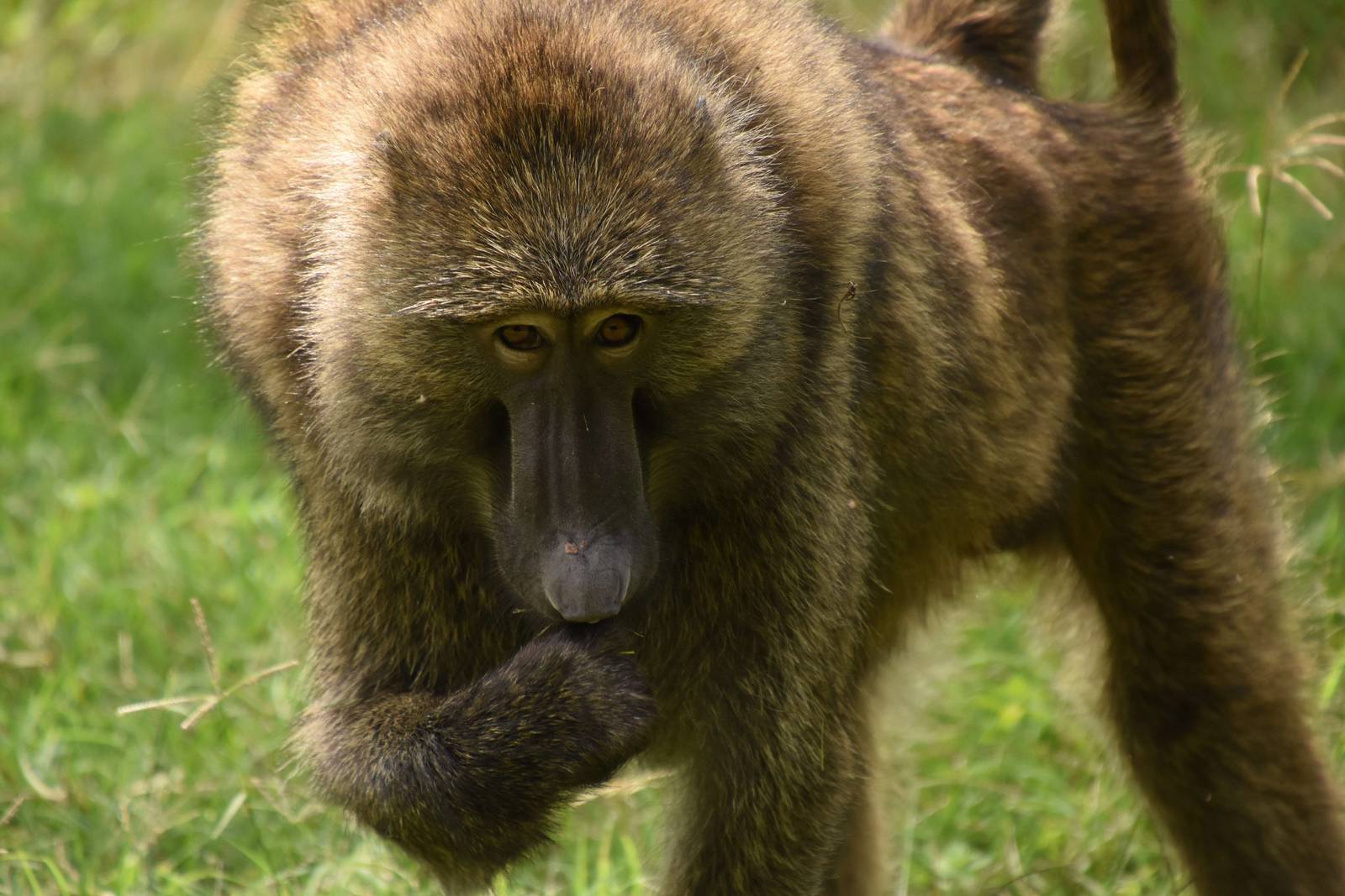 Olive baboon