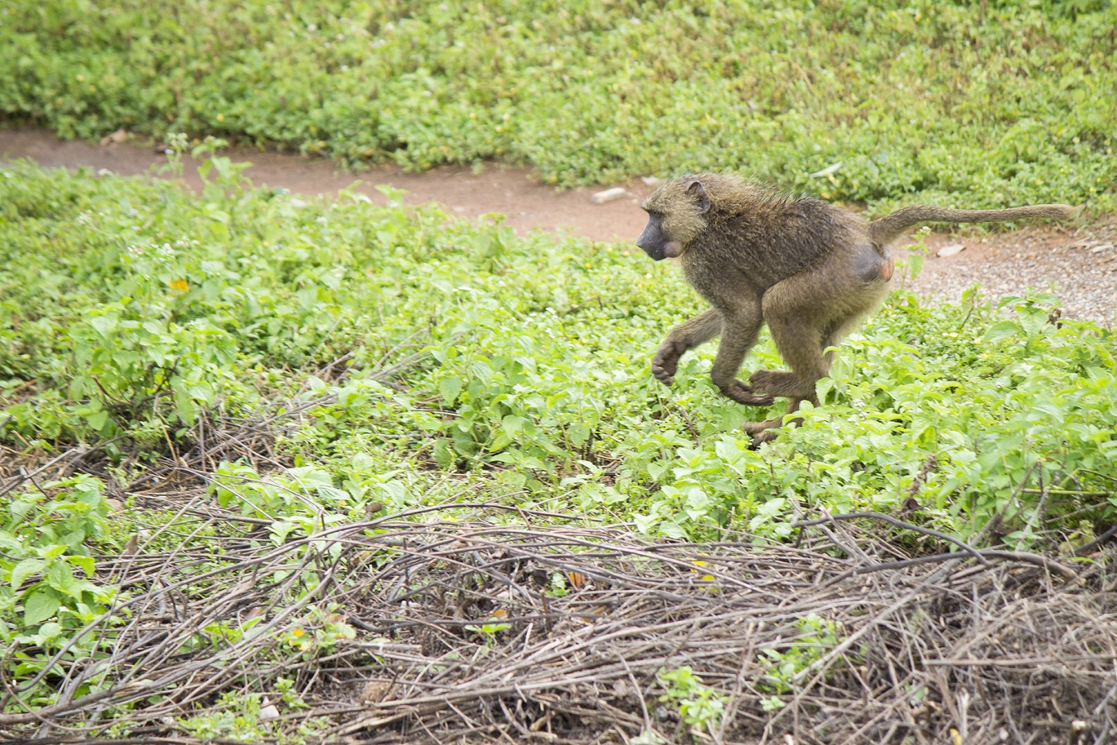 Olive baboon