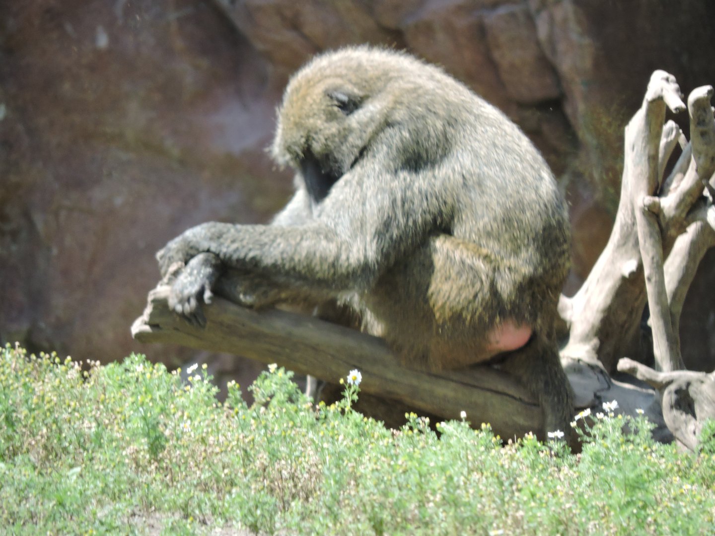 Olive Baboon