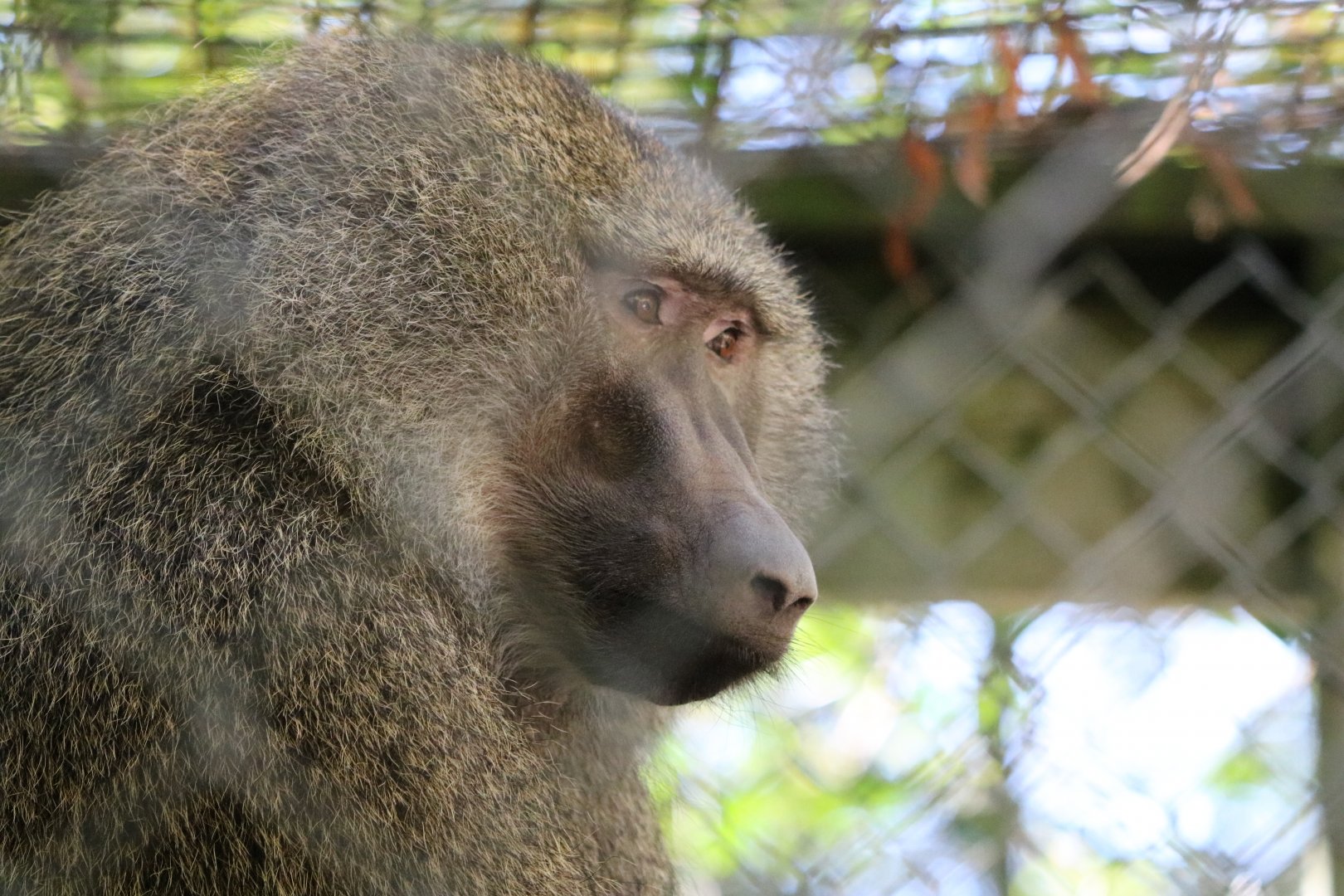Olive Baboon