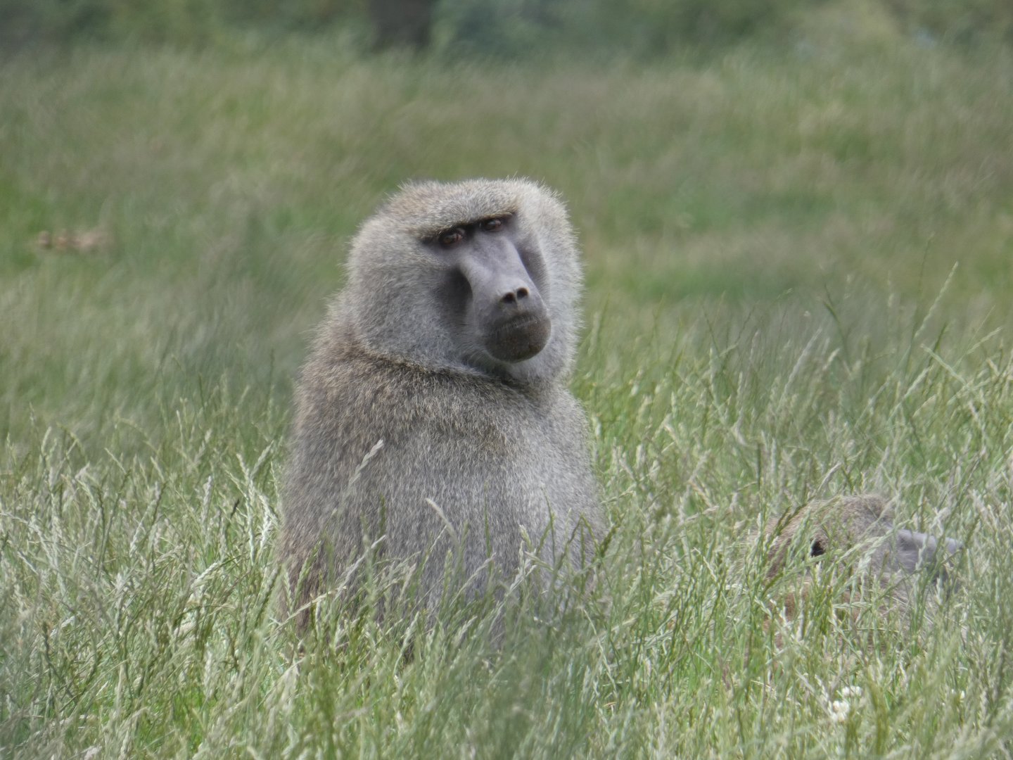 Olive Baboon