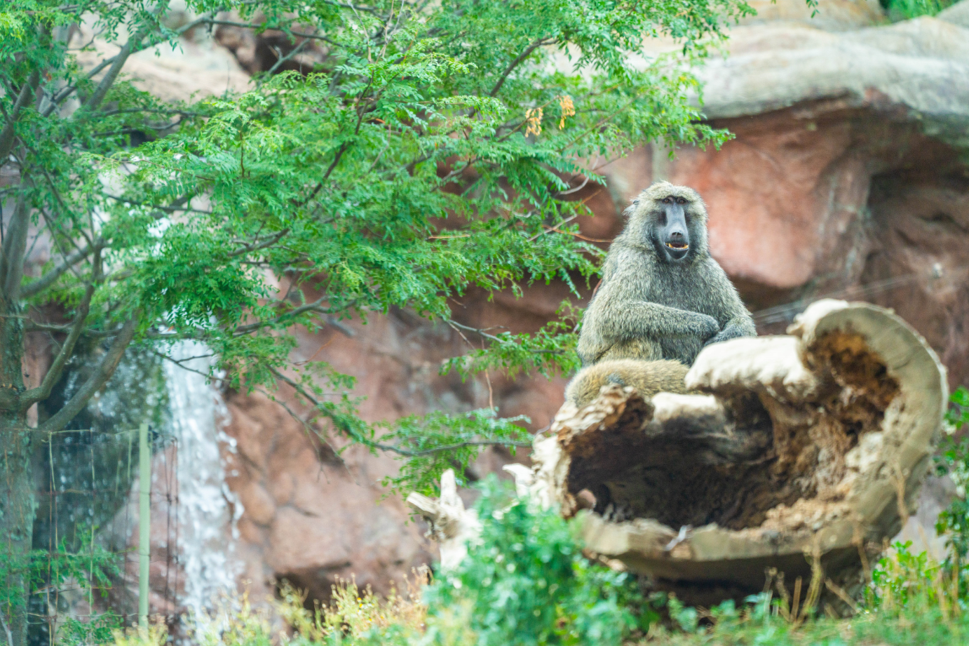 Olive Baboon