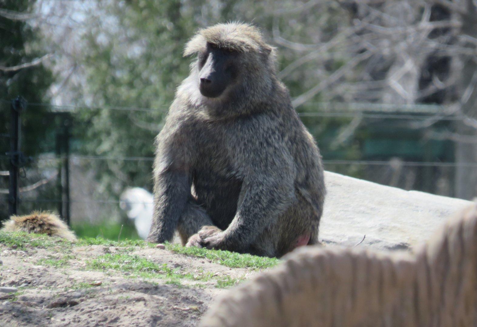 Olive baboon
