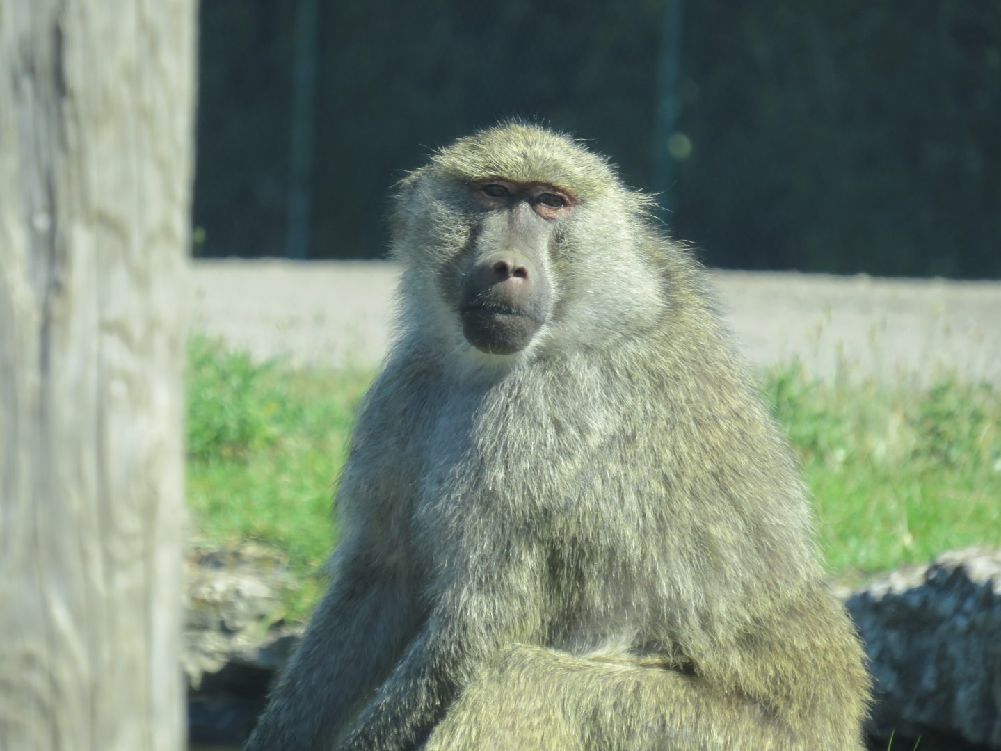 Olive baboon