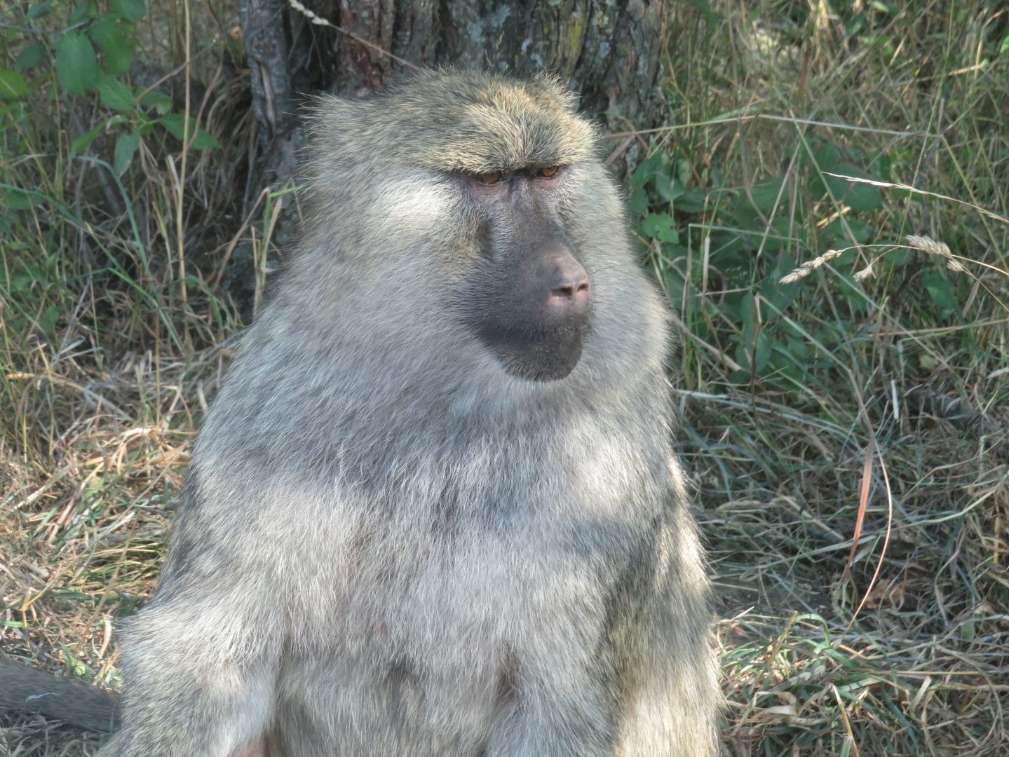 Olive baboon