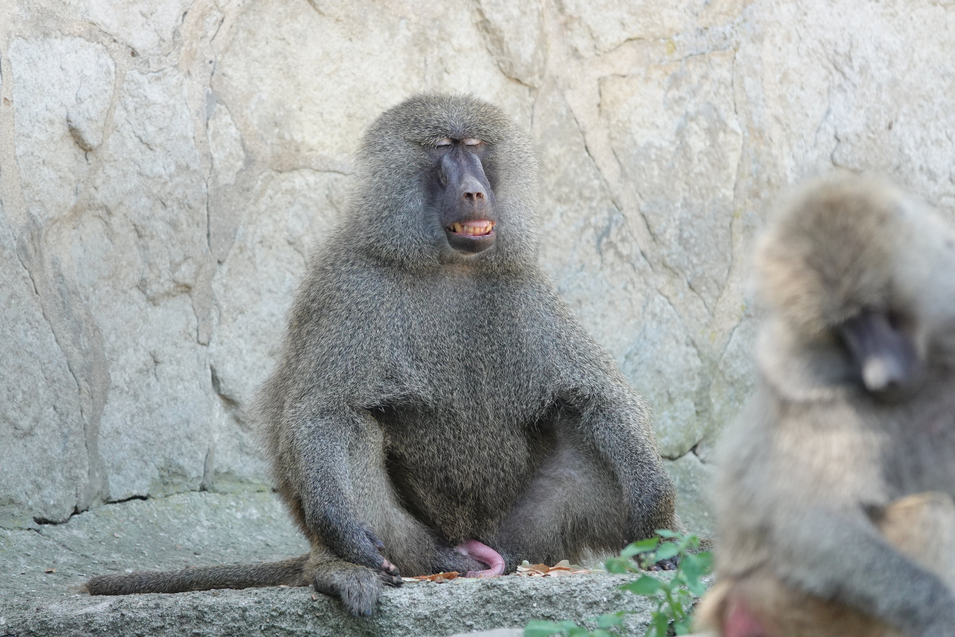 Olive baboon
