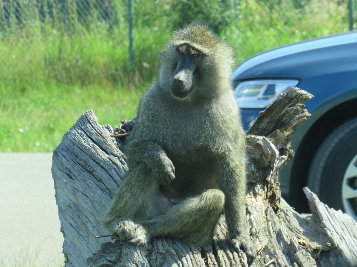 Olive baboon