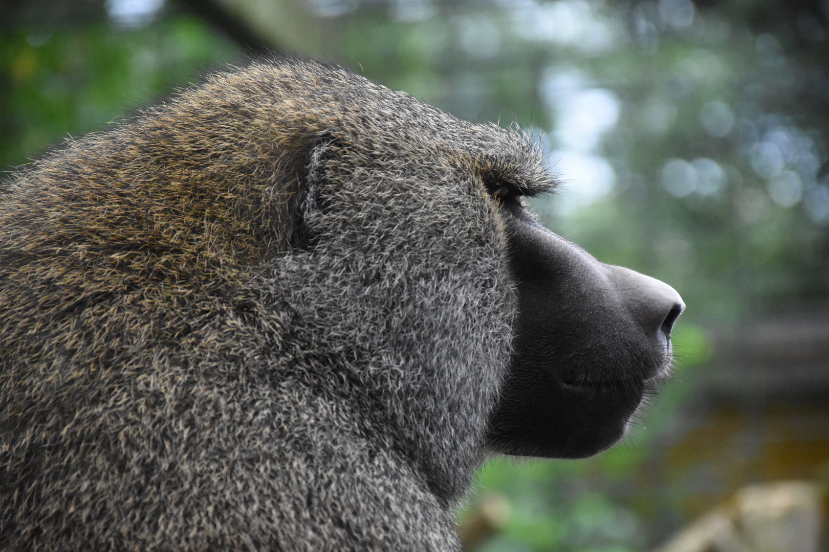 Olive baboon