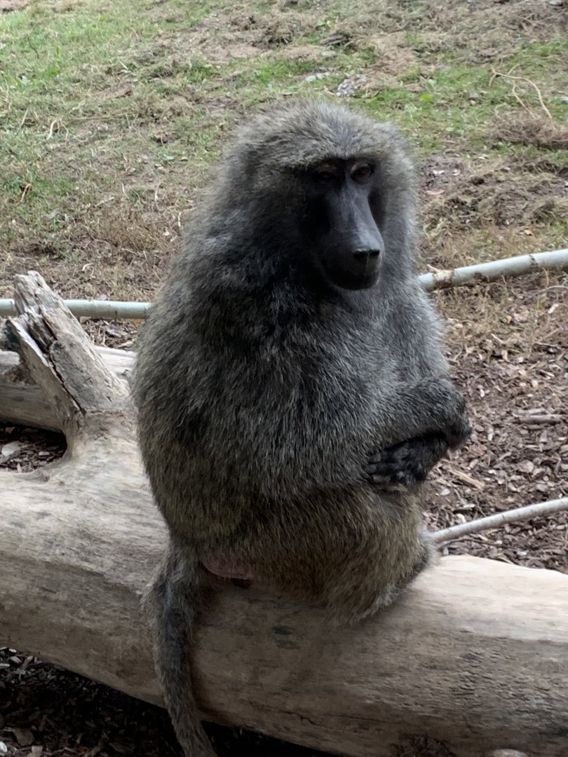 Olive Baboon
