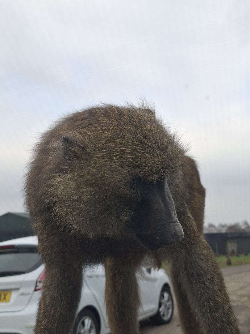 Olive Baboon