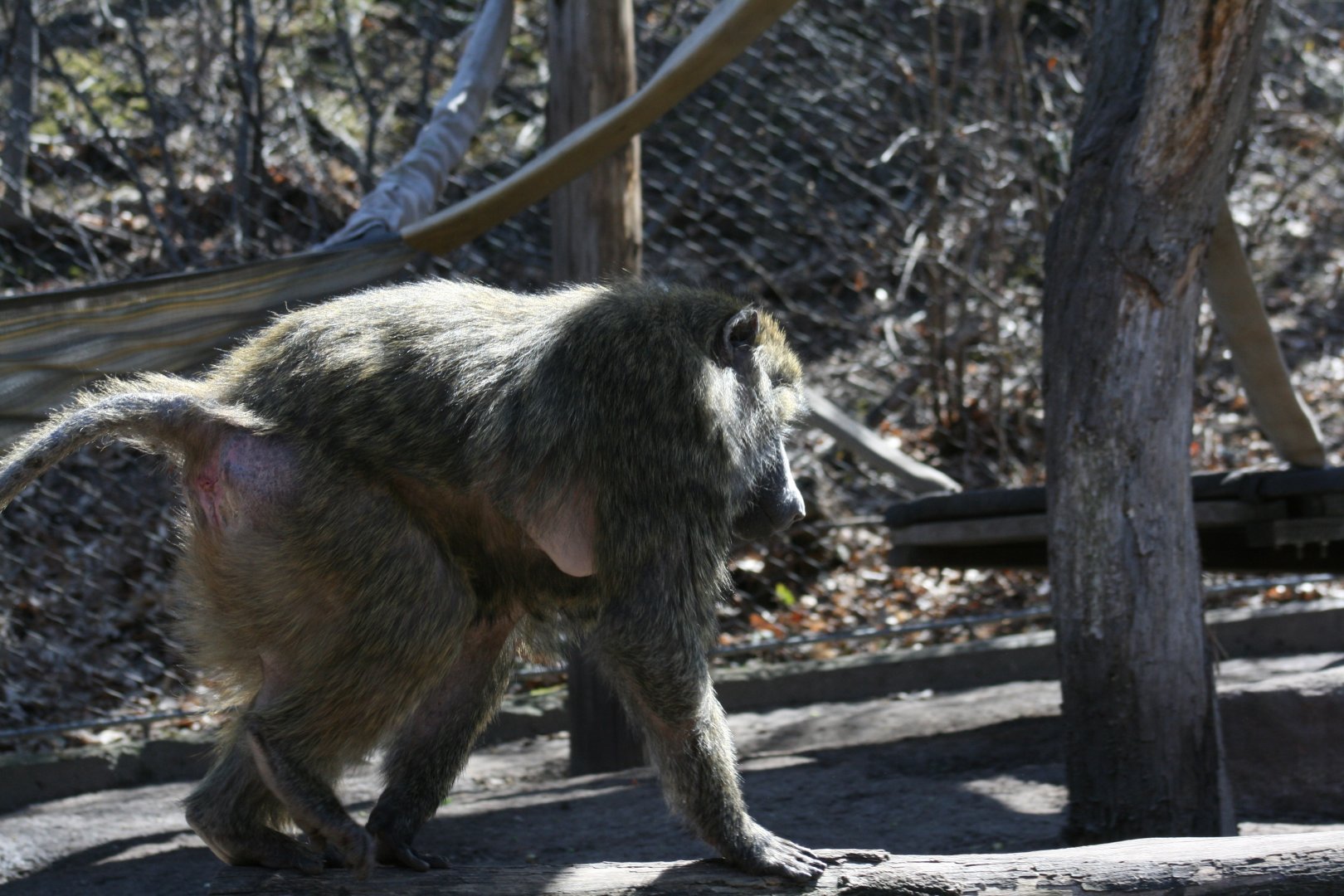 Olive Baboon