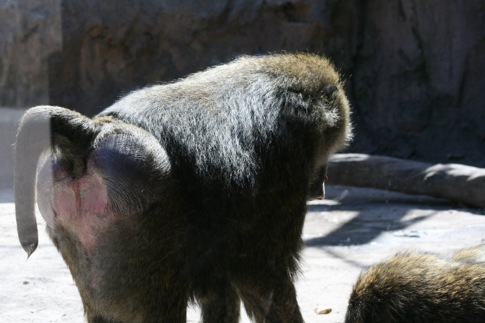 Olive Baboon