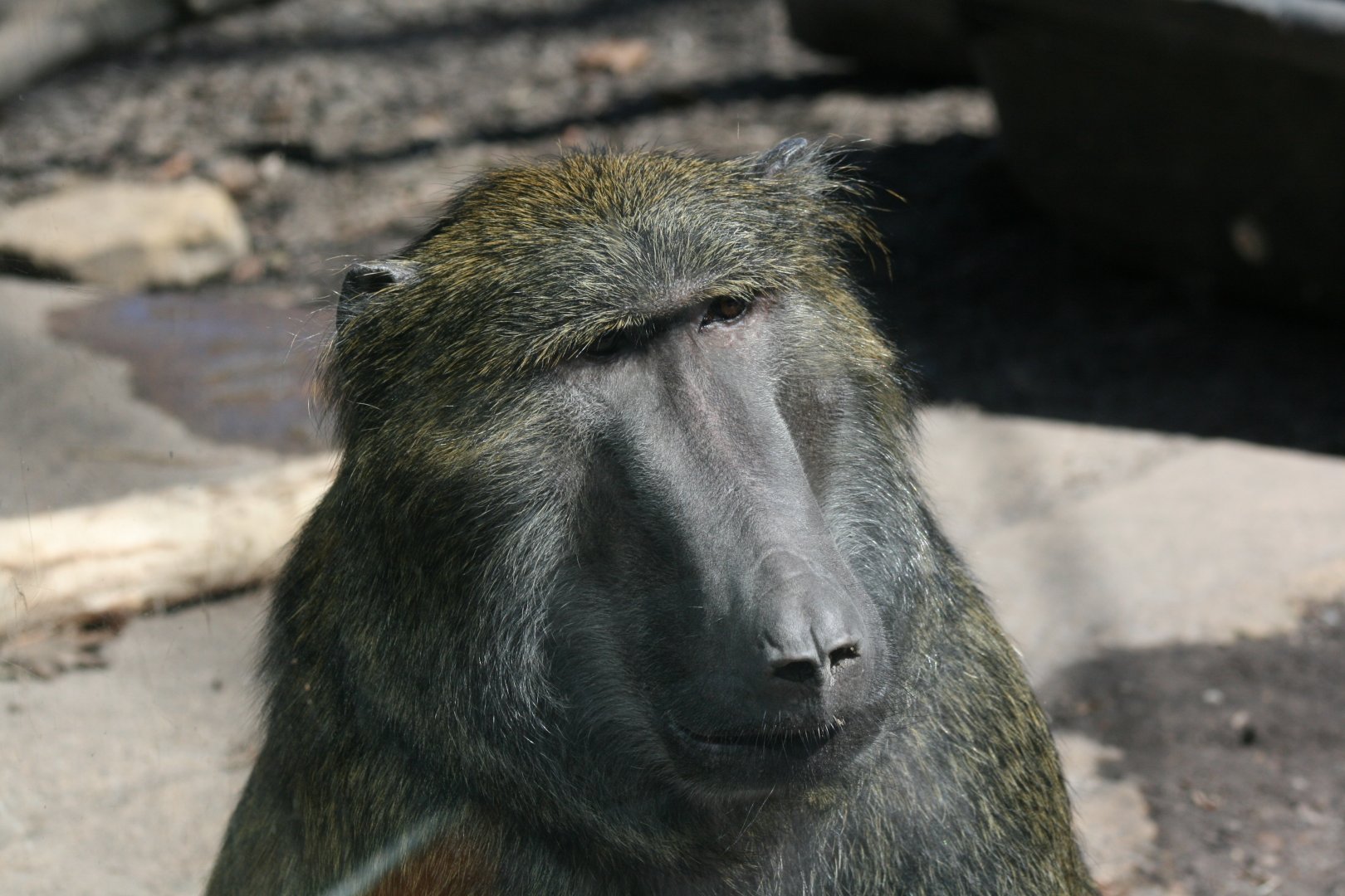 Olive Baboon