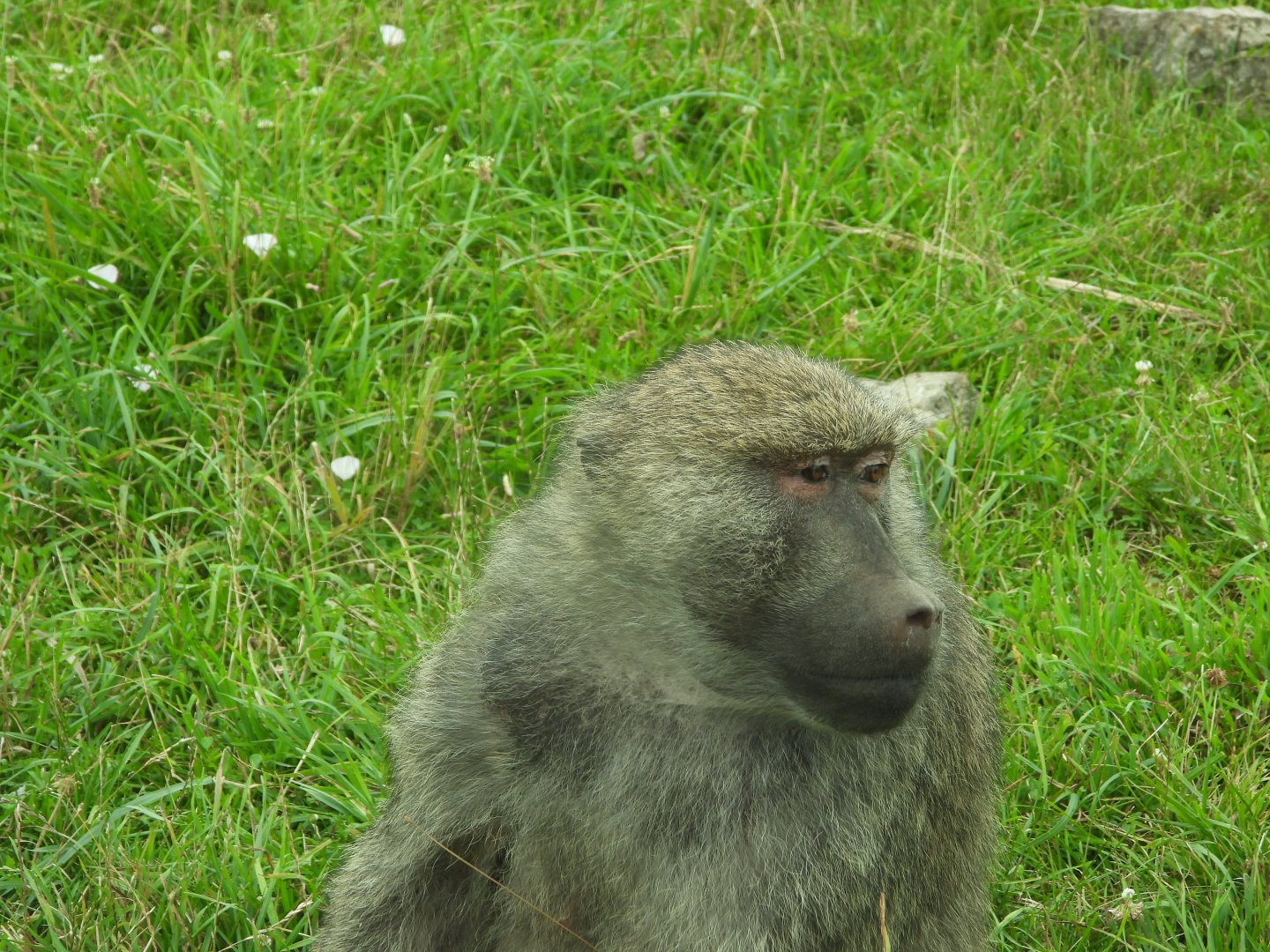 Olive baboon