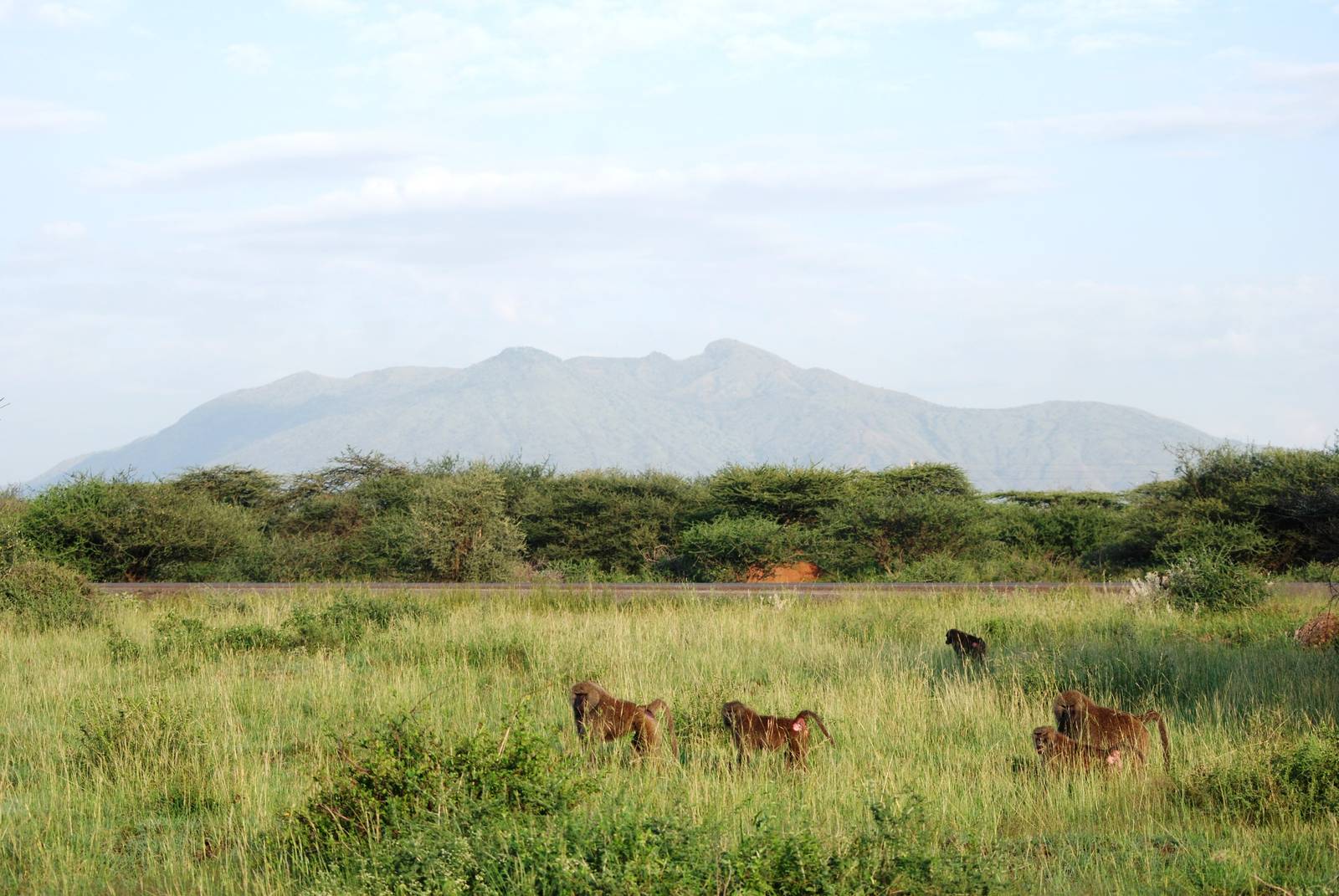 Olive Baboons, Entrance to Awash NP, 13/10/14