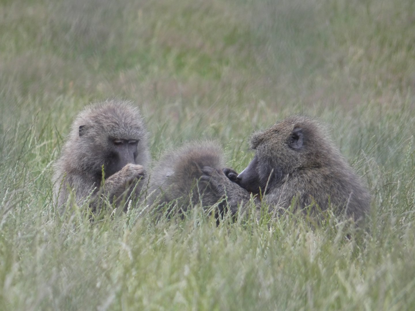 Olive Baboons grooming