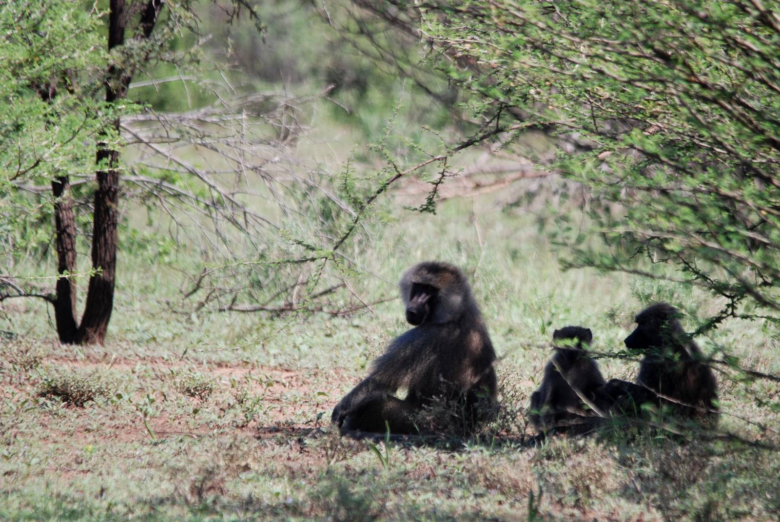 Olive Baboons in Awash NP, 12/10/14