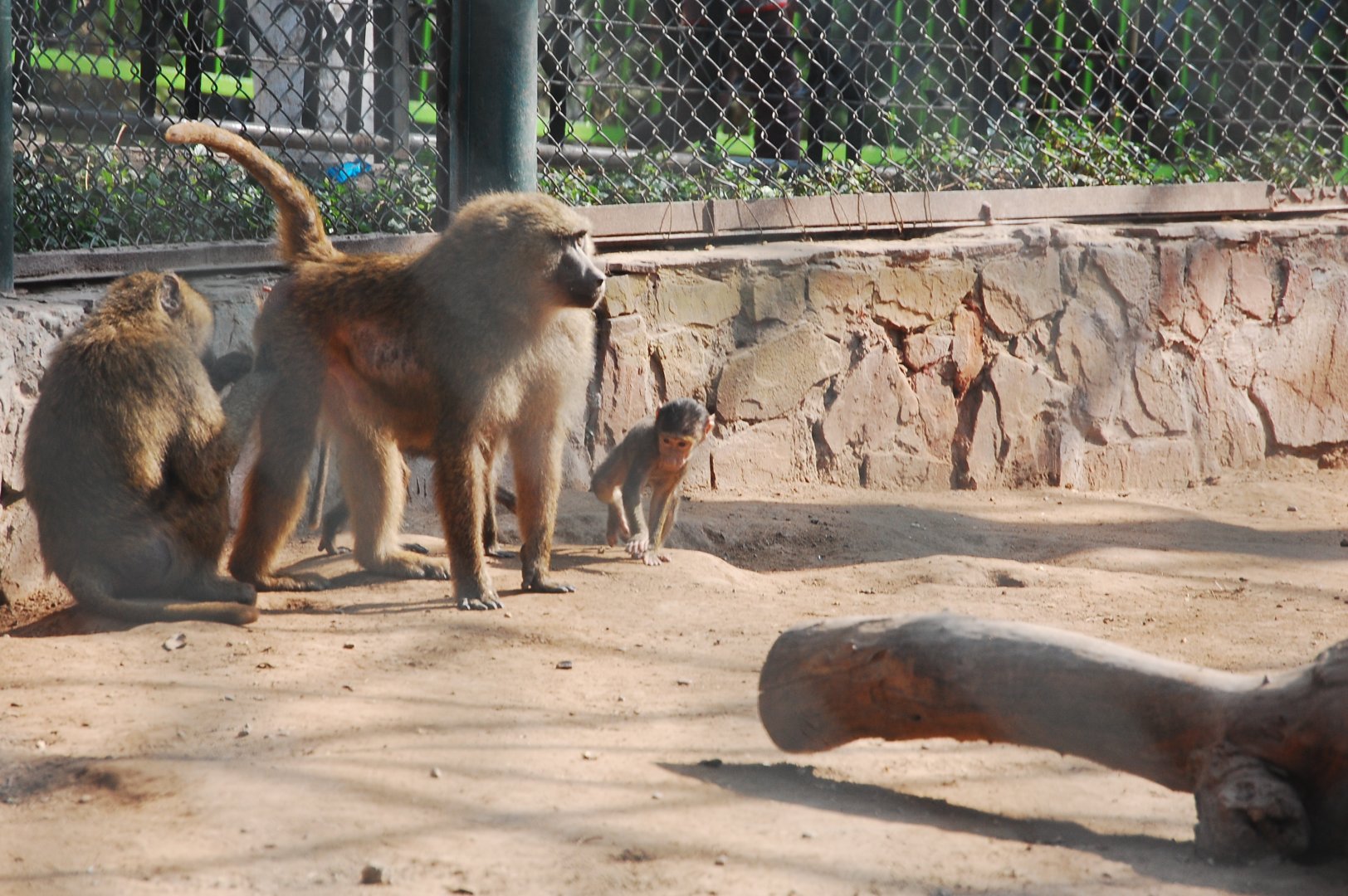 Olive baboons - Lahore zoo 17/11/2019