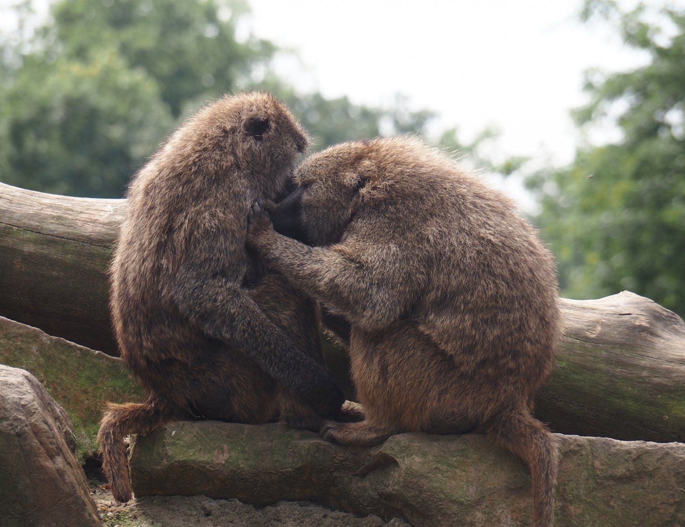 Olive baboons (Papio anubis), 2024-08-05