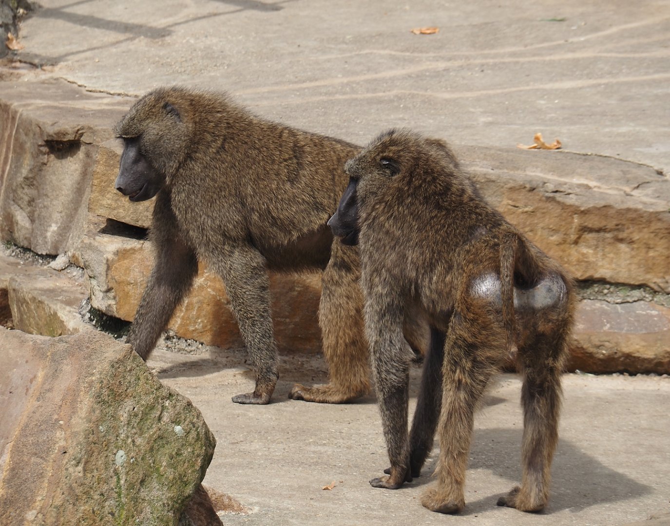 Olive baboons (Papio anubis), 2024-08-05