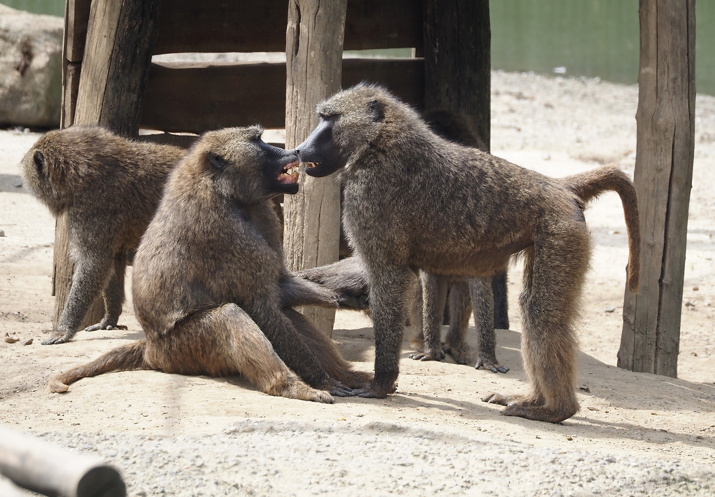 Olive baboons (Papio anubis), 2024-08-05