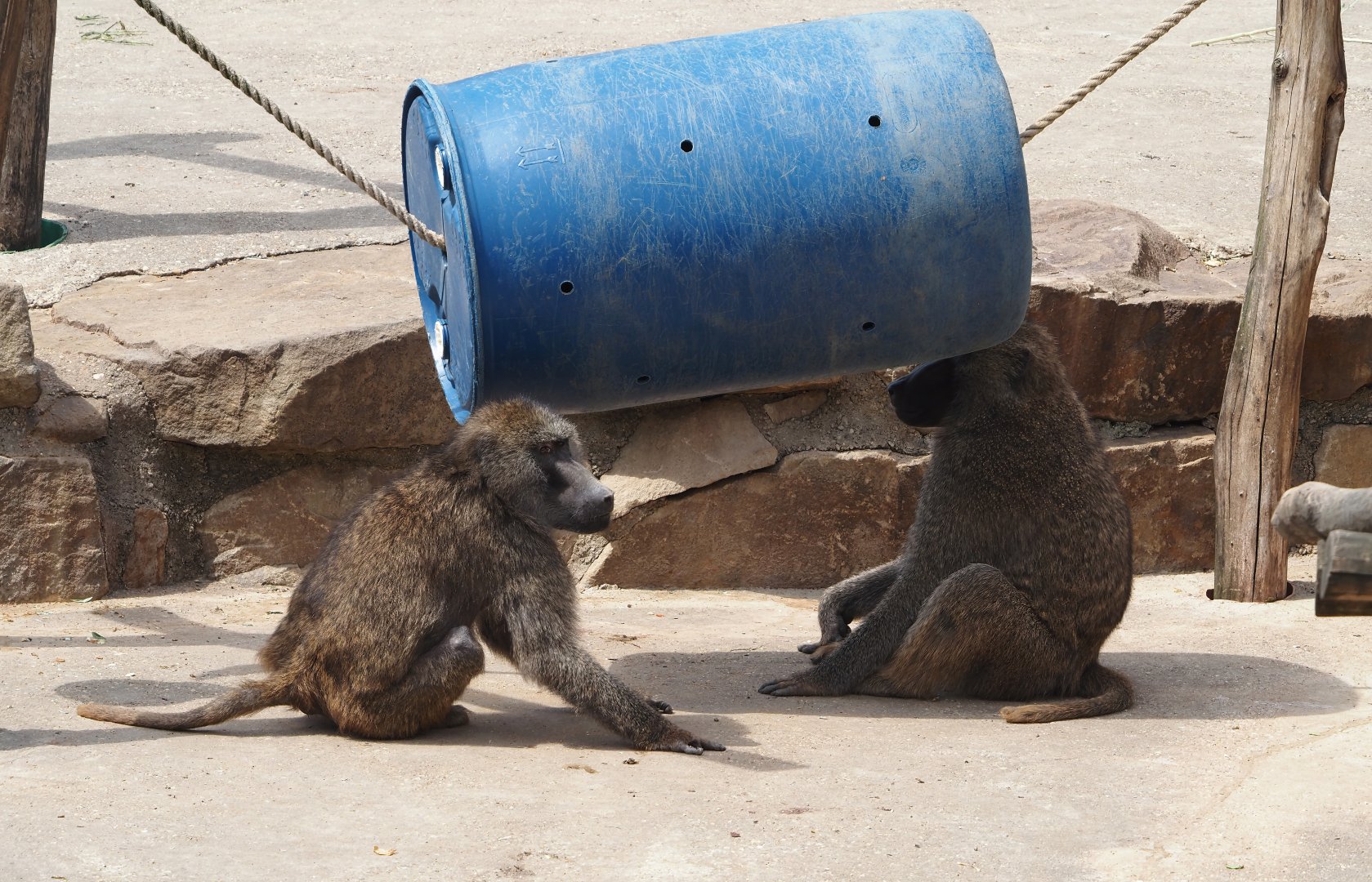 Olive baboons (Papio anubis) with enrichment barrel, 2024-08-05