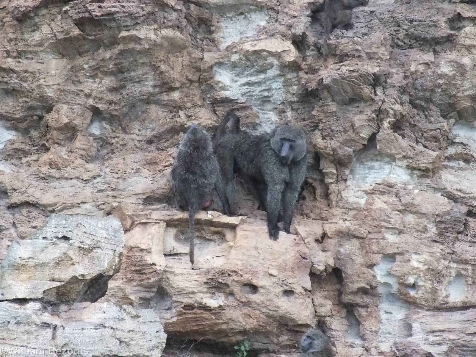 Olive Baboons Sheltering from the Rain - Hell's Gate National Park