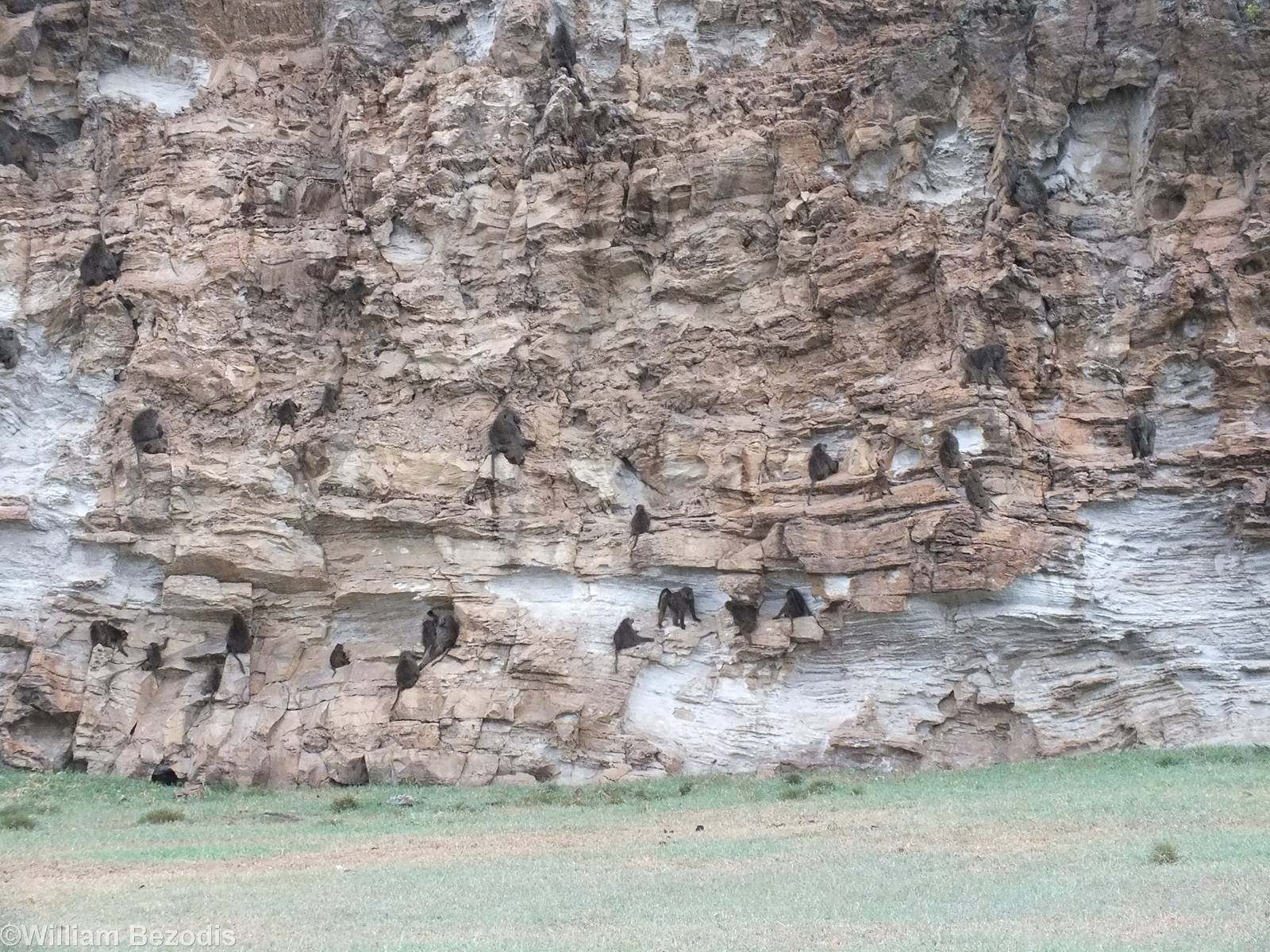 Olive Baboons Sheltering from the Rain - Hell's Gate National Park