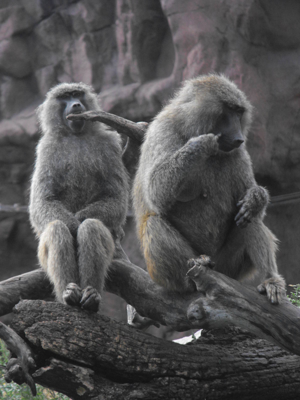 Olive Baboons - Toronto Zoo