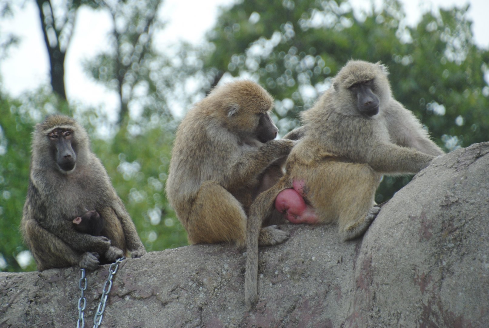 Olive Baboons (Wankie Bushland Trail reserve)
