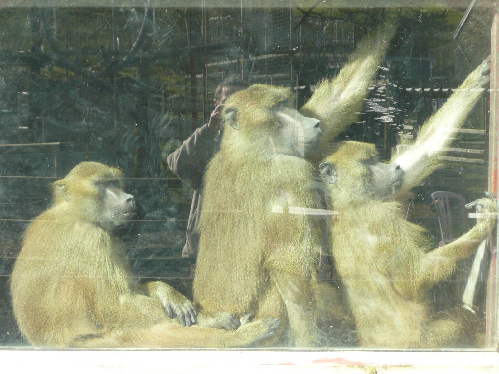 Olive baboons