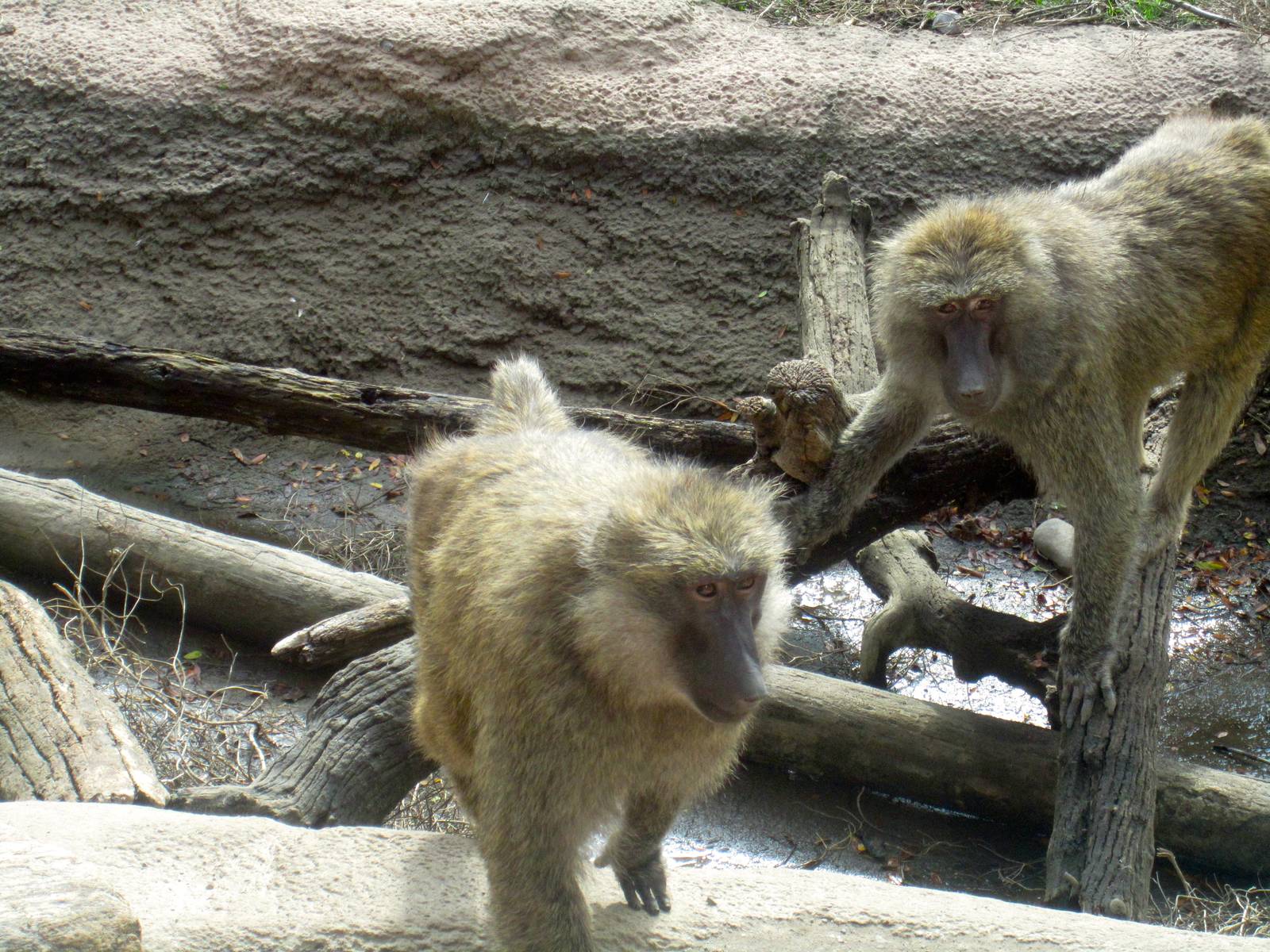 Olive Baboons