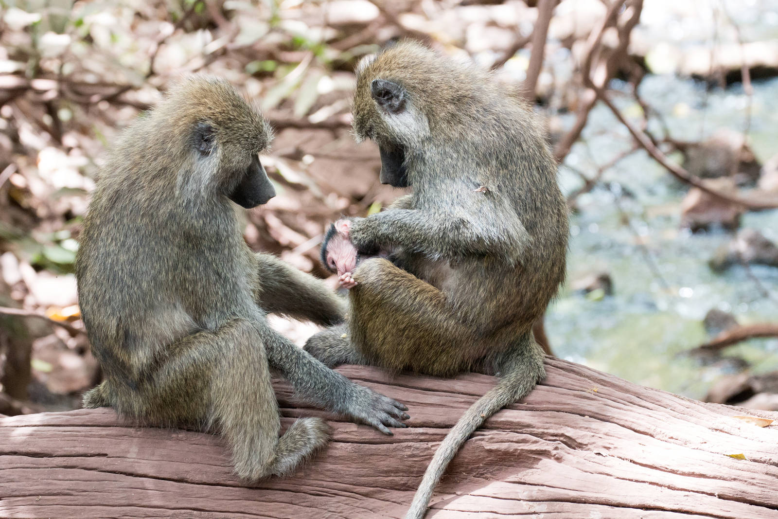 Olive Baboons