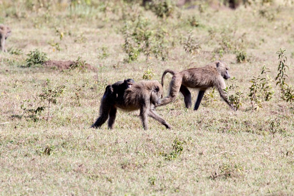 Olive Baboons