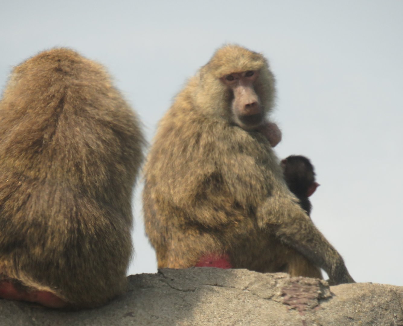 Olive baboons