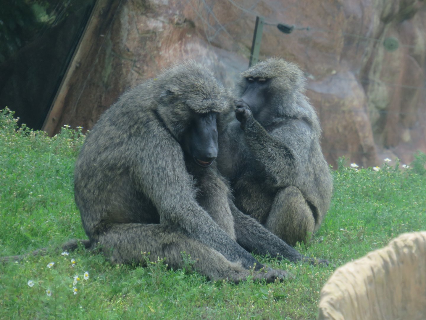Olive baboons