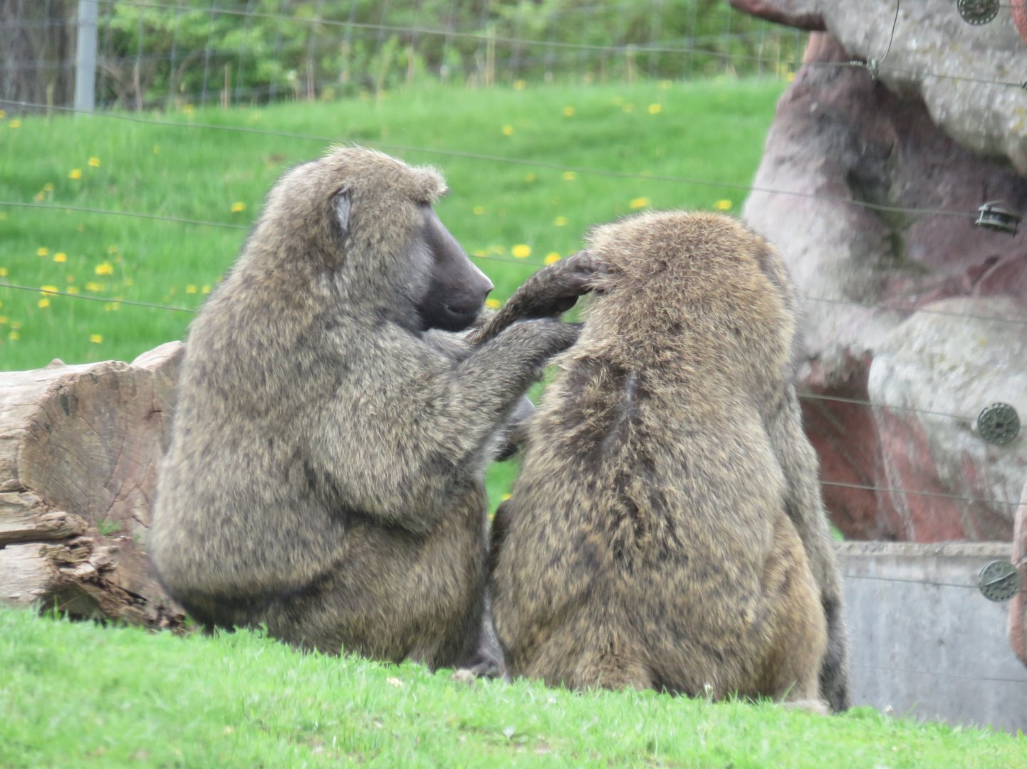 Olive baboons