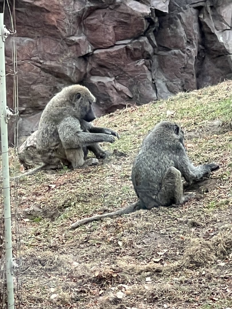Olive Baboons
