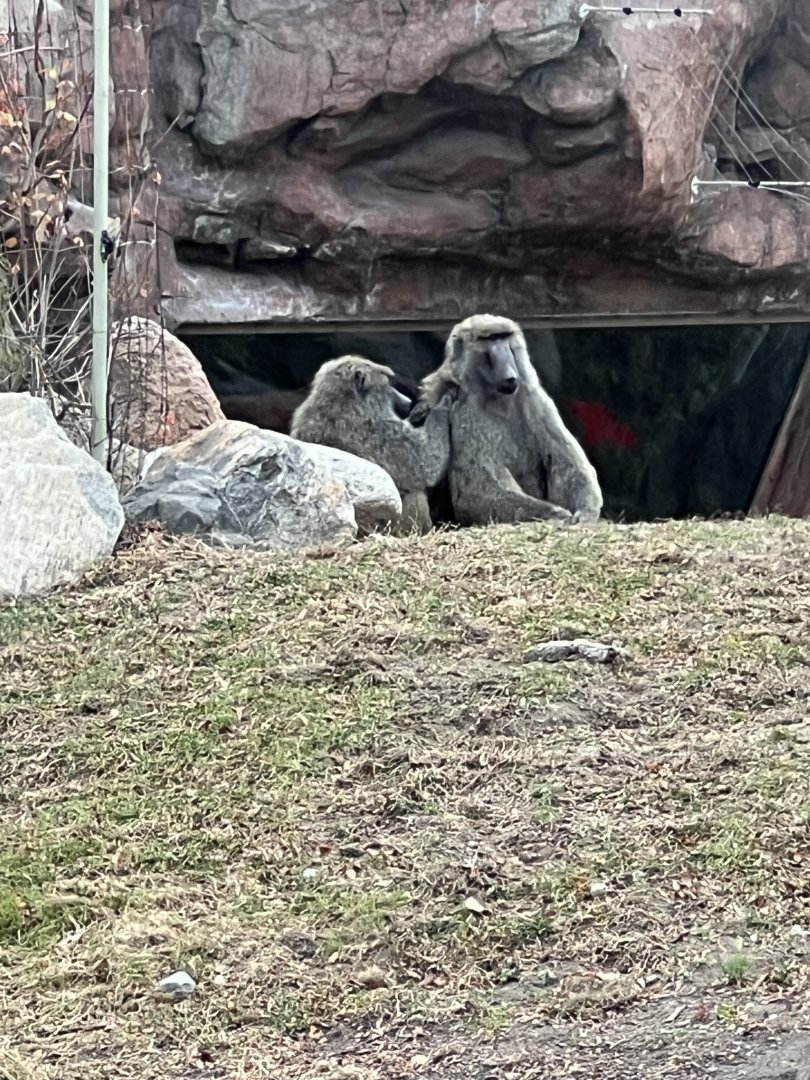 Olive Baboons