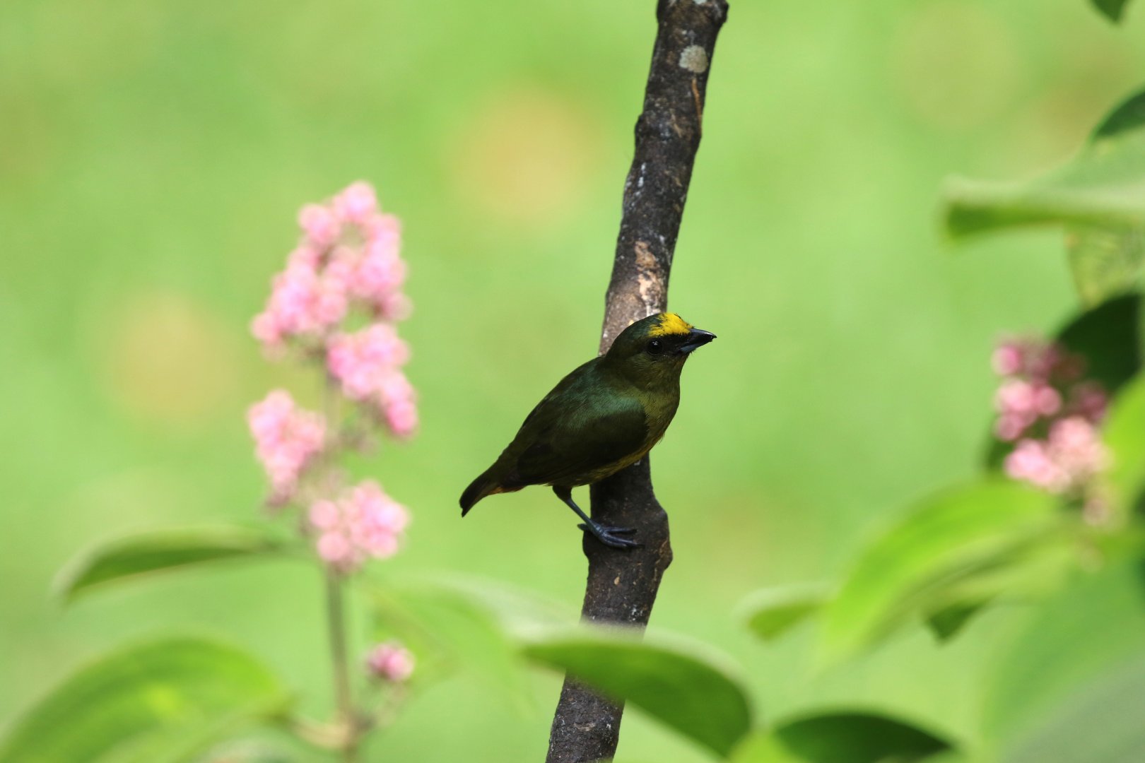 Olive-backed Euphonia