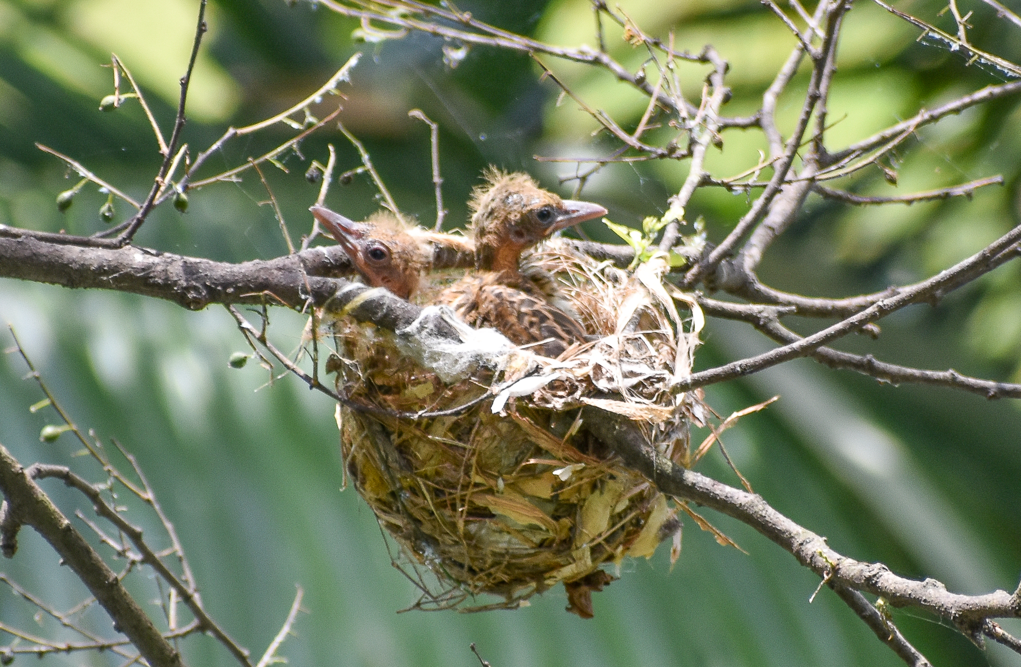 Olive-backed Oriole chicks